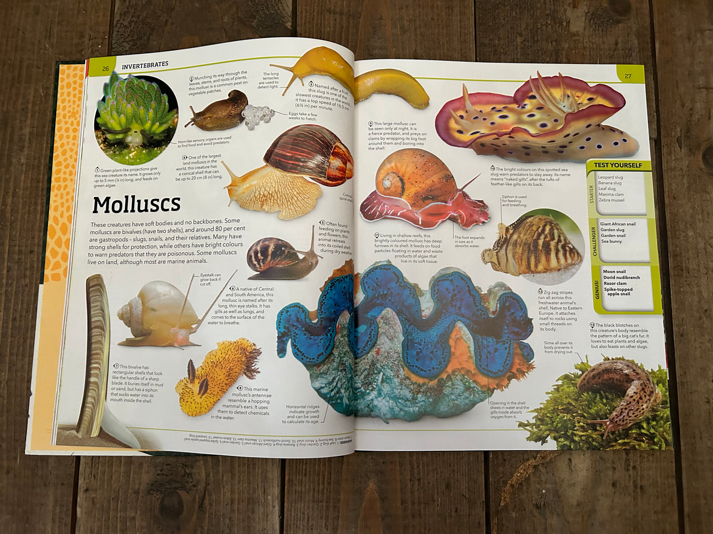 Animal knowledge genius by Stevie Derrick