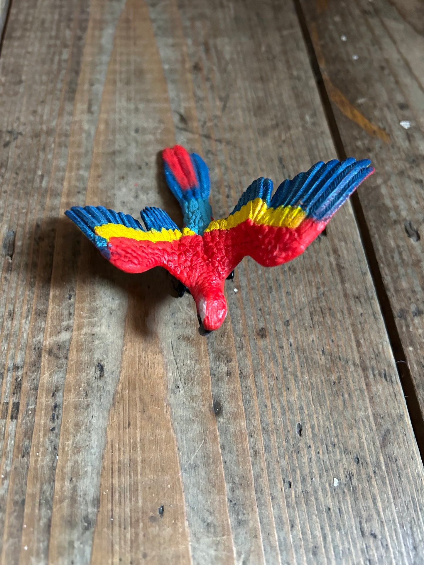 Parrot Macaw