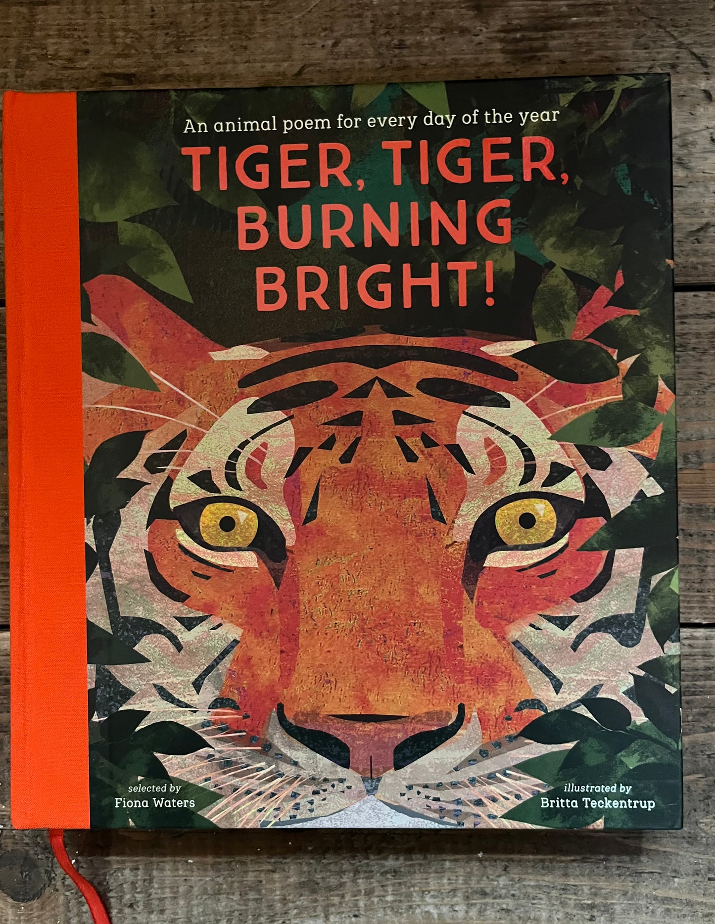 Tiger,Tiger Burning Bright! by Fiona Watters