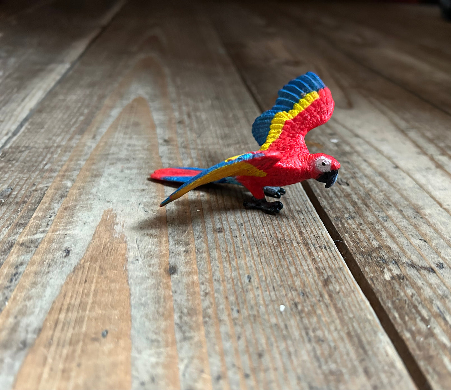 Parrot Macaw