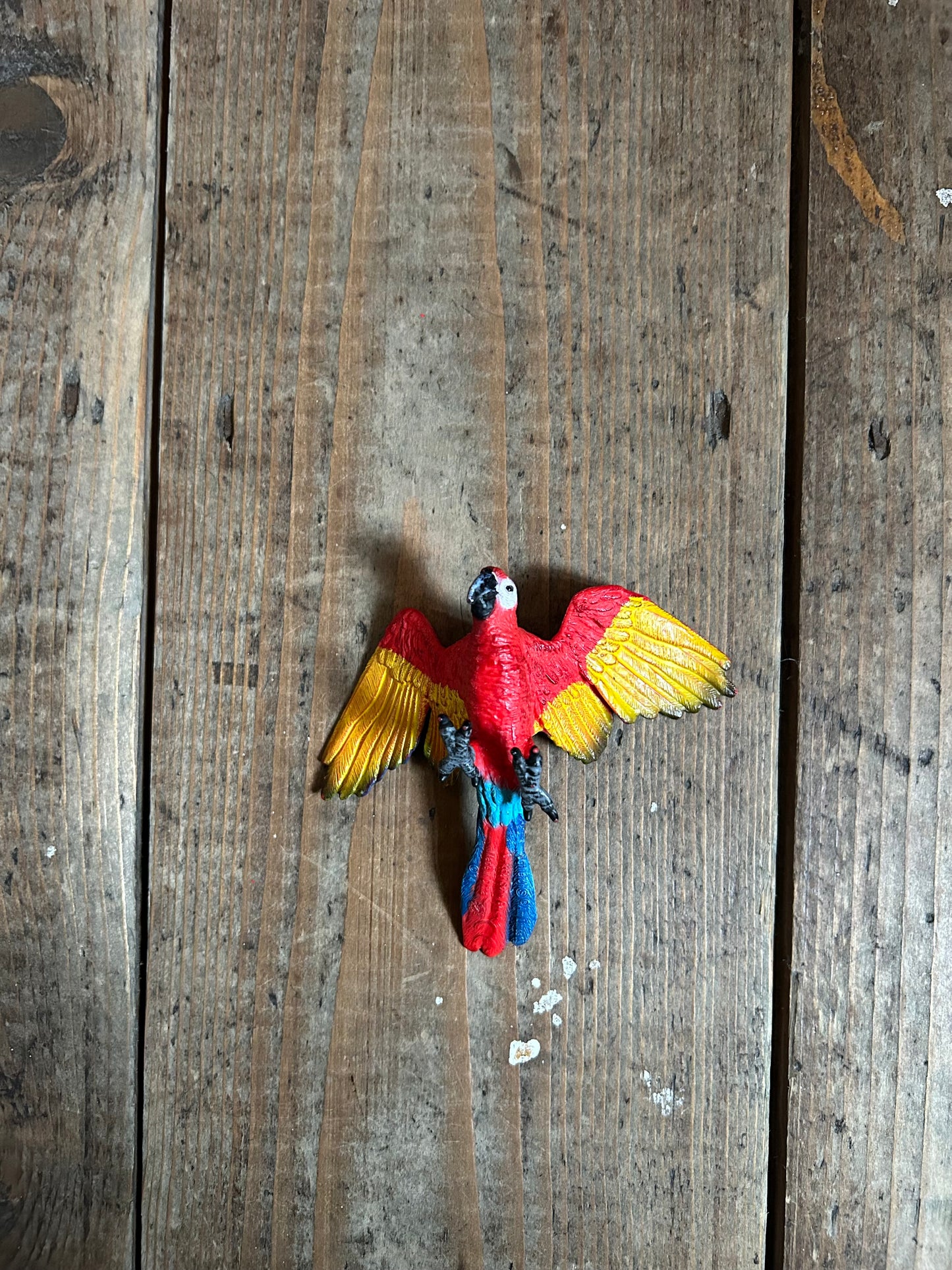 Parrot Macaw