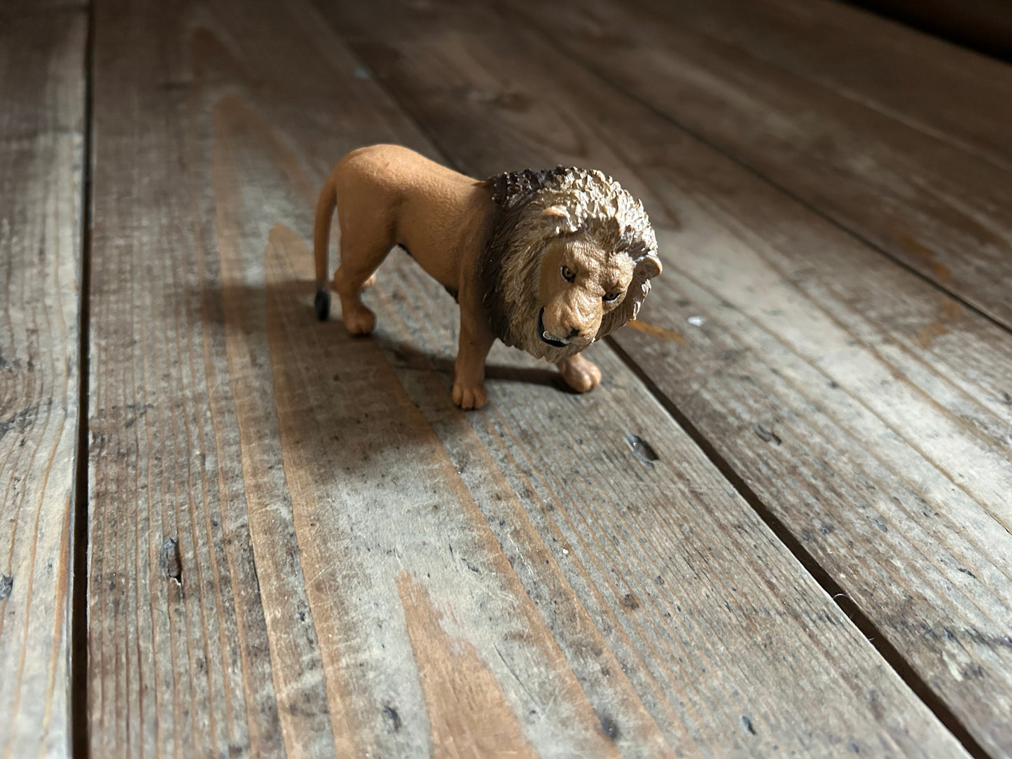 Lion