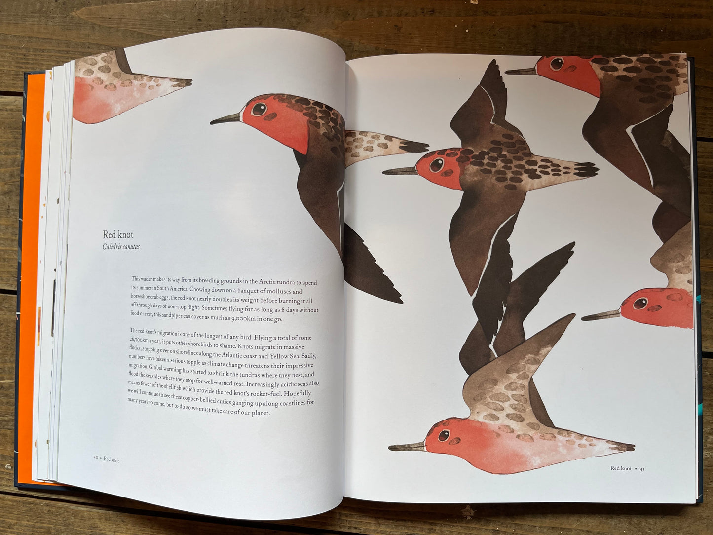 Atlas of Amazing Migrations by Matt Sewell