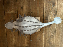 Load image into Gallery viewer, Ankylosaurus Plush
