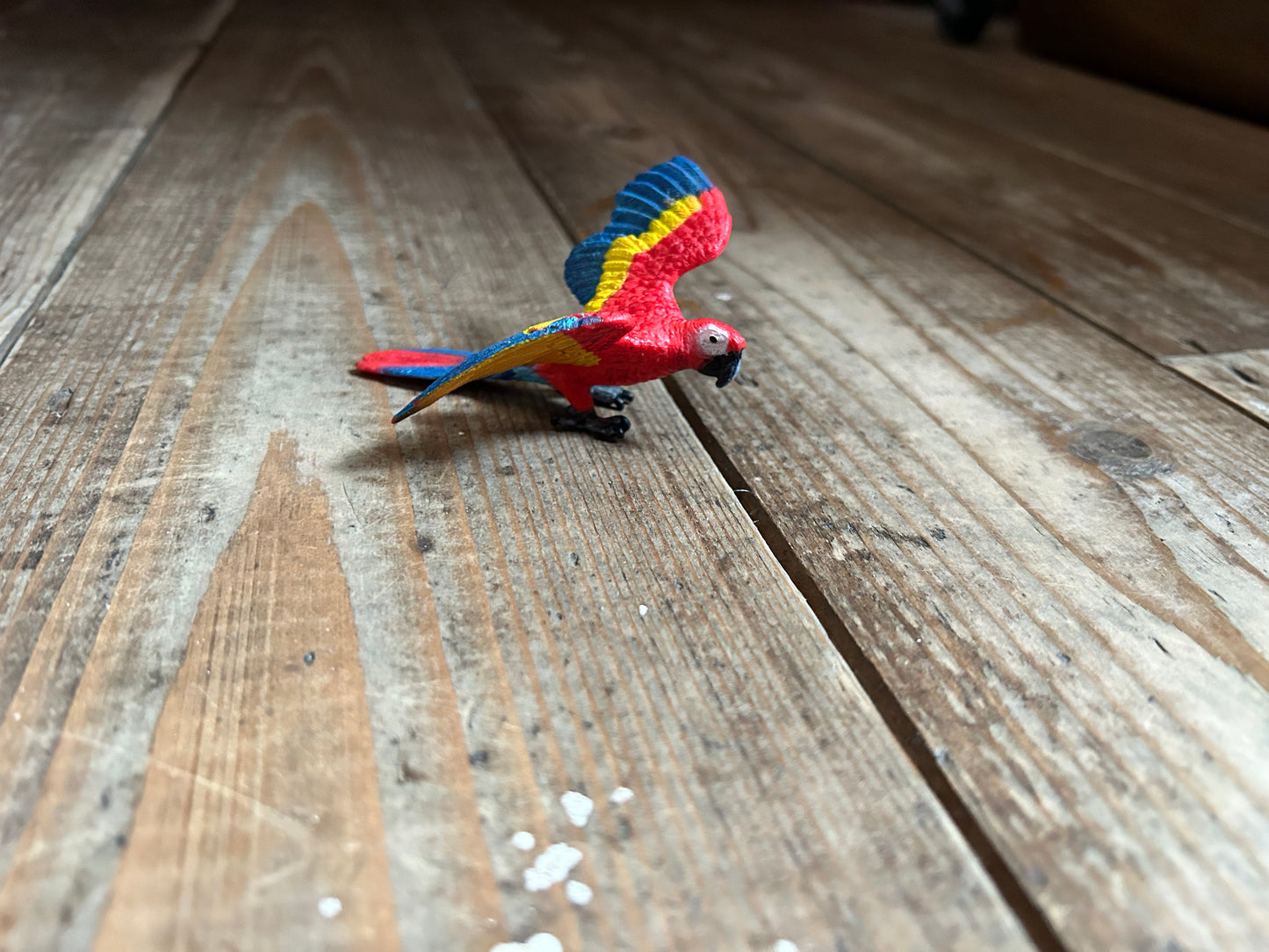 Parrot Macaw