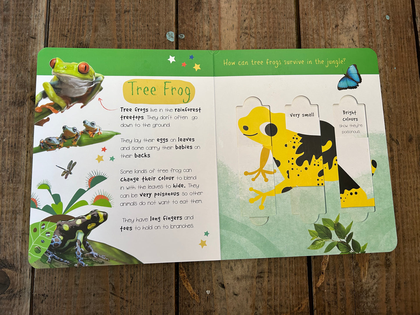 Jungle animals slider book