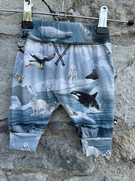 Arctic animals pants   0-1m (50-56cm)